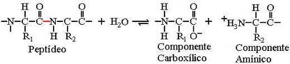 ligação peptídica_2.jpg