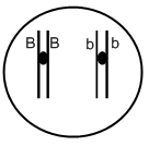 fig.jpg