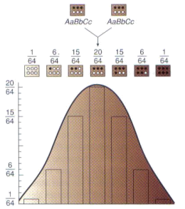 polygenic quantitative inheritance.png