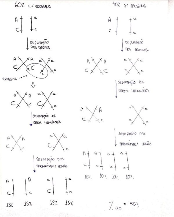 Genética - Linkage.jpeg