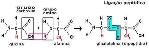 formacao-de-um-dipeptidio(1).jpg