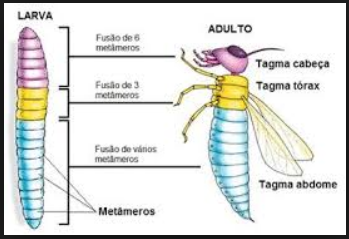 Fusão_de_metâmeros_em_Arthropoda.png