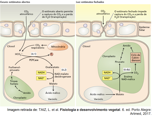 (UNICAMP 2018) Fotossíntese.png