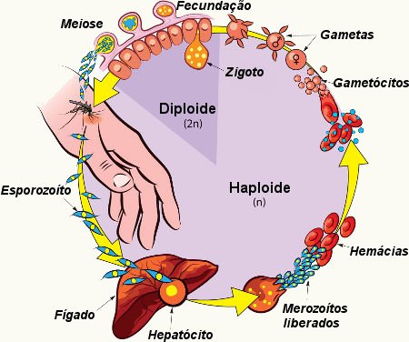 ciclo-plasmodium.jpg