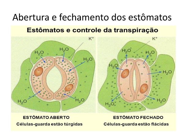 Abertura+e+fechamento+dos+estômatos.jpg