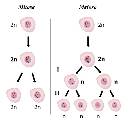 Mitose e meiose