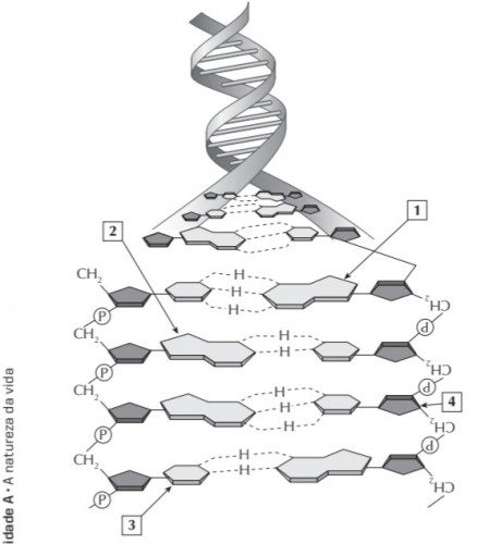 SmartSelect_20240628_194416_Samsung Notes.jpg (45.12 KiB) Exibido 1236 vezes molécula do ácido nucleico